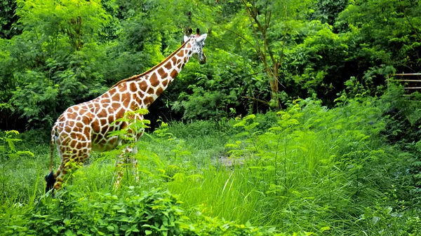 Wild African Giraffe Walks Nature Ground Forest Background — Stock Photo, Image