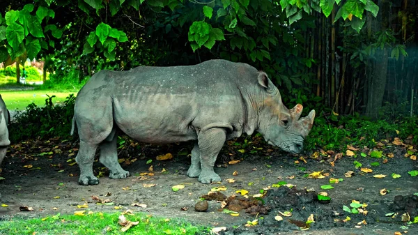 Wilde Afrikanische Nashörner Bleiben Der Natur Auf Dem Boden Mit — Stockfoto