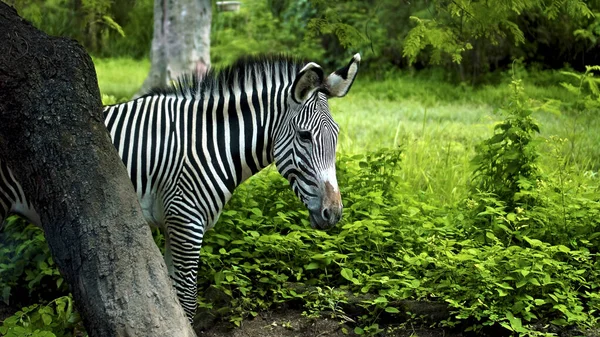 Wild African Zebra Stay Nature Ground Forest Background — Stock Photo, Image