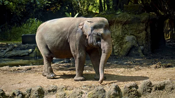 Wilder Afrikanischer Elefant Steht Der Natur Auf Dem Boden Mit — Stockfoto