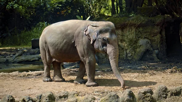 Wilder Afrikanischer Elefant Steht Der Natur Auf Dem Boden Mit — Stockfoto