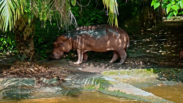 Wild African Hippopotamus Stands Nature Ground Forest Background — Stock Photo, Image