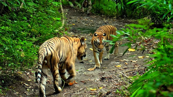 Males Wild Tigers Run Grass Study Territory Life — Stock Photo, Image