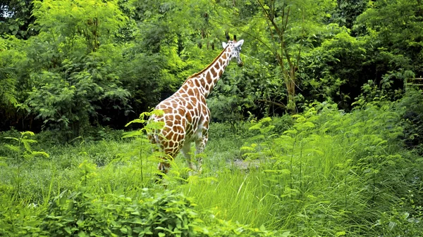 Wild African Giraffe Walks Nature Ground Forest Background — Stock Photo, Image