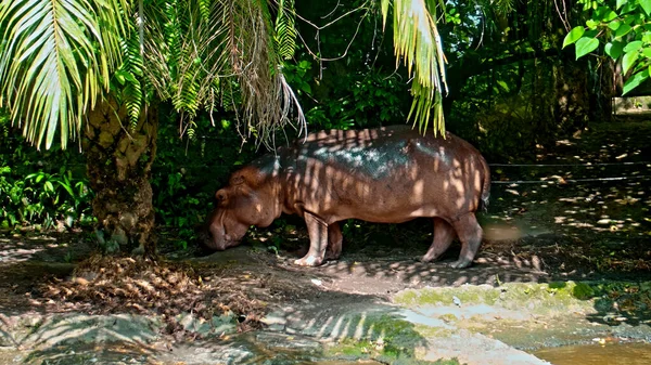 Hippopotame Africain Sauvage Tient Dans Nature Sur Sol Avec Forêt — Photo