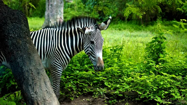 Wild African Zebra Stay Nature Ground Forest Background — Stock Photo, Image