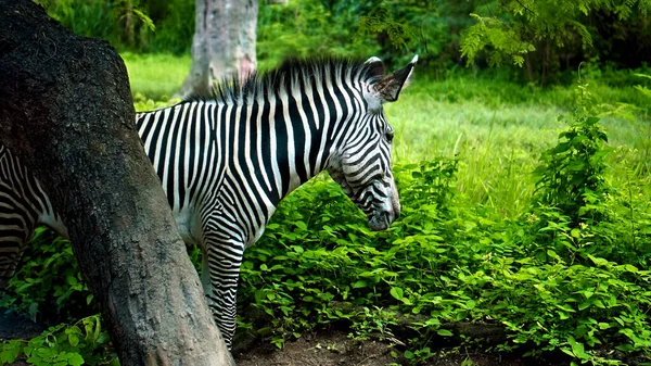 Zebra Africana Selvagem Ficar Natureza Chão Uma Floresta Fundo — Fotografia de Stock