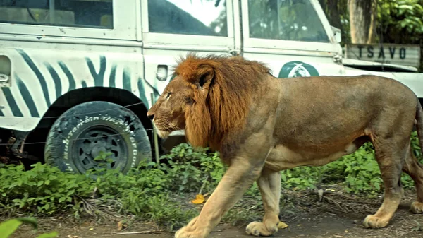 Männliche Wilde Afrikanische Löwen Freier Wildbahn Mit Großer Mähne Gehen — Stockfoto