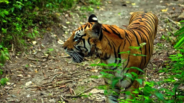 Samce Dzikich Tygrysów Biegają Trawie Badają Terytorium Końca Życia Obraz Stockowy