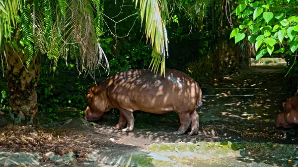 Wild African Hippopotamus Stands Nature Ground Forest Background — Stock Photo, Image