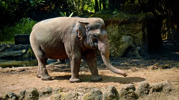 Wilder Afrikanischer Elefant Steht Der Natur Auf Dem Boden Mit — Stockfoto