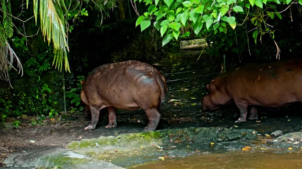 Wild African Hippopotamus Stands Nature Ground Forest Background — Stock Photo, Image