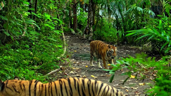 Males Wild Tigers Run Grass Study Territory Life — Stock Photo, Image
