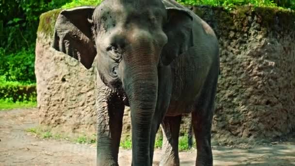 Elefante Salvaje Africano Encuentra Naturaleza Suelo Con Bosque Fondo — Vídeos de Stock