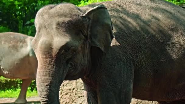 Elefante Salvaje Africano Encuentra Naturaleza Suelo Con Bosque Fondo — Vídeo de stock