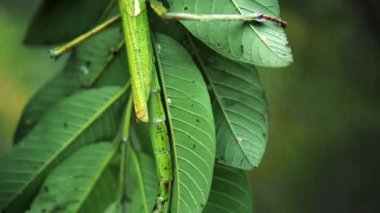 Büyük yeşil Endonezya böceği Phasmatoptera cyphocraniu gigas kuş familyasından bir ağacın yapraklarında oturuyor.