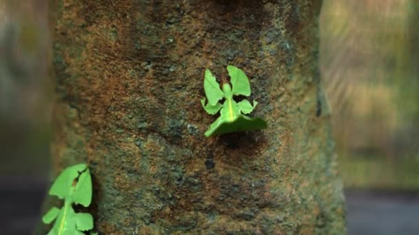 叶虫寄生在叶子下的绿色植物 伪装得很好 主题指向热带森林的树干 — 图库视频影像