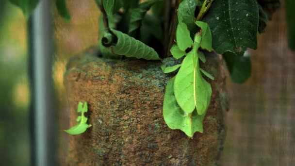 Folha Insete Phylliidae Verdes Colando Sob Uma Folha Bem Camuflados — Vídeo de Stock