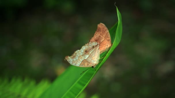 날개에 마리의 나비가 우림에 나뭇잎 — 비디오