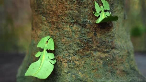 Лист Насекомое Зеленые Phylliidae Торчащие Листом Хорошо Замаскированы Темы Стеблю — стоковое видео