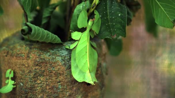 Folha Insete Phylliidae Verdes Colando Sob Uma Folha Bem Camuflados — Vídeo de Stock