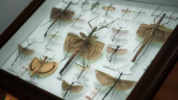 Velká Sbírka Brouků Detailní Pohled Mnoho Různých Barevných Motýlů Jasně — Stock video