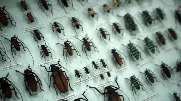 Große Käfersammlung Nahaufnahme Von Vielen Verschiedenen Bunten Schmetterlingen Auf Hellem — Stockvideo