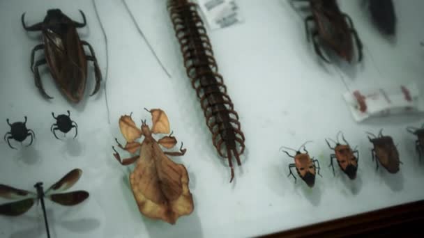Büyük Böcek Koleksiyonu Parlak Beyaz Pencerede Birçok Farklı Renkli Kelebeğin — Stok video