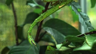 Büyük yeşil Endonezya böceği Phasmatoptera cyphocraniu gigas kuş familyasından bir ağacın yapraklarında oturuyor.