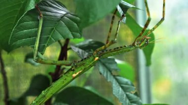 Büyük yeşil Endonezya böceği Phasmatoptera cyphocraniu gigas kuş familyasından bir ağacın yapraklarında oturuyor.