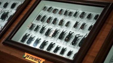 Büyük Böcek Koleksiyonu. Parlak beyaz pencerede birçok farklı renkli kelebeğin yakın görüntüsü