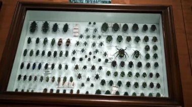 Büyük Böcek Koleksiyonu. Parlak beyaz pencerede birçok farklı renkli kelebeğin yakın görüntüsü
