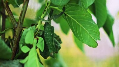 Yaprak Böceği yeşil Phylliidae bir yaprağın altına sıkıştı ve iyi kamufle oldu.