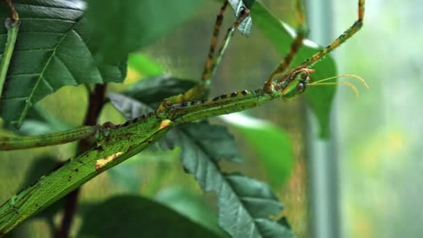 Kumbang Hijau Besar Indonesia Phasmatoptera Cyphocraniu Gigas Dari Keluarga Unggas — Stok Video