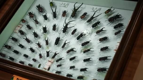 Grote Insecten Collectie Close Zicht Vele Verschillende Kleurrijke Vlinders Helder — Stockvideo