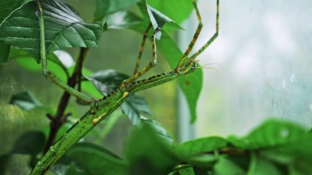 Grande Besouro Verde Indonésio Phasmatoptera Cyphocraniu Gigas Família Das Aves — Vídeo de Stock