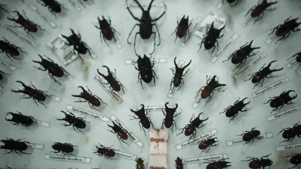 Grote Insecten Collectie Close Zicht Vele Verschillende Kleurrijke Vlinders Helder — Stockvideo