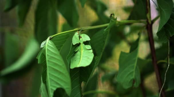 Folha Insete Phylliidae Verdes Colando Sob Uma Folha Bem Camuflados — Vídeo de Stock