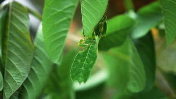Лист Насекомое Зеленые Phylliidae Торчащие Листом Хорошо Замаскированы Темы Стеблю — стоковое видео