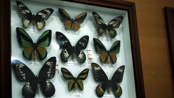 Grote Vlindercollectie Close Zicht Vele Verschillende Kleurrijke Vlinders Helder Wit — Stockvideo