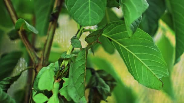 Leaf Insect Green Phylliidae Sticking Leaf Well Camouflaged Themes Stem — Stock Video