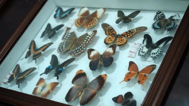 大規模な蝶コレクション 明るい白い窓に多くの異なるカラフルな蝶のクローズアップビュー — ストック動画