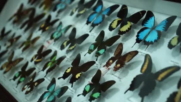 Large Butterfly Collection Closeup View Many Different Colorful Butterflies Bright — Stock Video