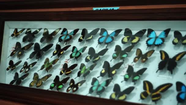 Stor Fjärilssamling Närbild Många Olika Färgglada Fjärilar Ljusa Vita Fönster — Stockvideo