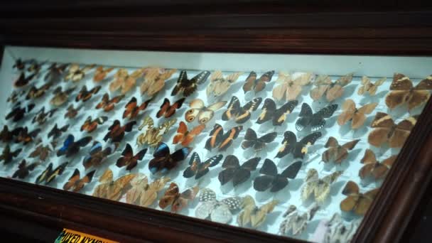 Große Schmetterlingssammlung Nahaufnahme Von Vielen Verschiedenen Bunten Schmetterlingen Auf Hellem — Stockvideo