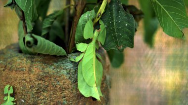 Leaf Insect the green Phylliidae sticking under a leaf and well camouflaged and themes towards the stem on a tropical forest clipart