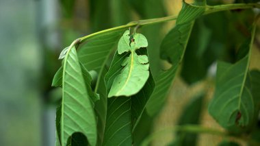 Yaprak Böceği yeşil Phylliidae bir yaprağın altına sıkıştı ve iyi kamufle oldu.