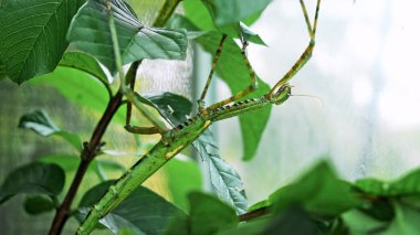 Büyük yeşil Endonezya böceği Phasmatoptera cyphocraniu gigas kuş familyasından bir ağacın yapraklarında oturuyor.