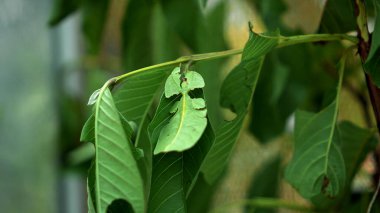 Yaprak Böceği yeşil Phylliidae bir yaprağın altına sıkıştı ve iyi kamufle oldu.