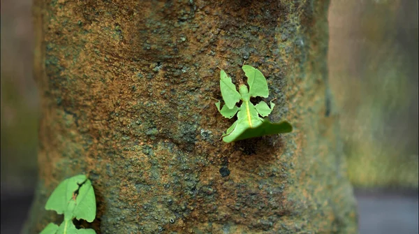 Blatt Insekt Die Grünen Phylliidae Kleben Unter Einem Blatt Und — Stockfoto